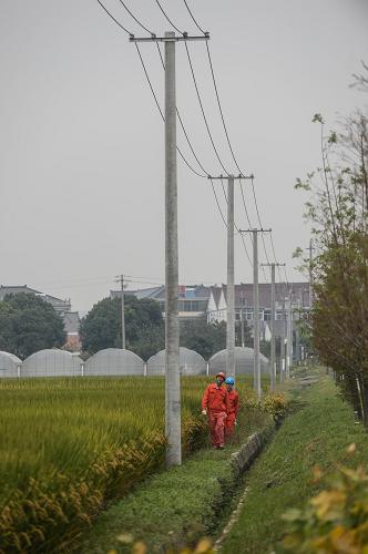 10月17日,湖州供電部門工作人員在八里店鎮(zhèn)尹家圩村巡查農(nóng)業(yè)供電線路。新華社記者 徐昱 攝