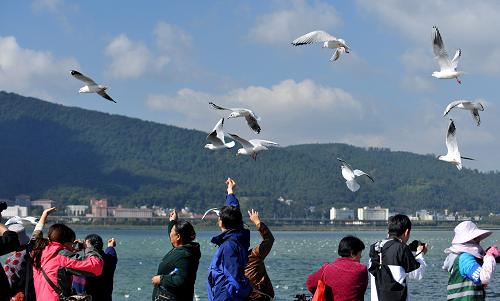 10月30日,游客在昆明滇池草海大壩上觀賞紅嘴鷗。近日,約3000只來(lái)自西伯利亞的紅嘴鷗來(lái)到云南昆明越冬,“春城賞鷗”季節(jié)再次來(lái)臨。昆明市政府撥款30萬(wàn)元,用于紅嘴鷗的投喂與保護(hù)。自1985年以來(lái),每年都有大批紅嘴鷗飛到昆明越冬,次年3月飛回西伯利亞。昆明市被中國(guó)野生動(dòng)物保護(hù)協(xié)會(huì)授予“中國(guó)紅嘴鷗之鄉(xiāng)”稱號(hào)。新華社記者 藺以光 攝