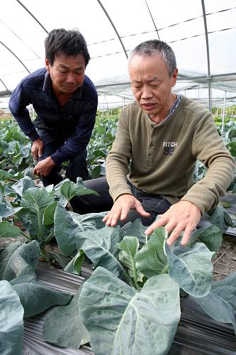 11月1日,南昌市蔬菜局研究員閔躍(右)現(xiàn)場(chǎng)指導(dǎo)當(dāng)?shù)夭宿r(nóng)。新華社記者 周科 攝