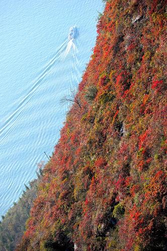 巫山縣城對岸文峰公園滿山紅葉,一艘游船從公園旁駛過(11月16日攝)。新華社記者 李健 攝