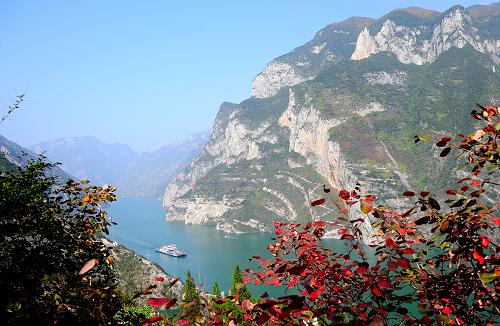 11月17日,巫山神女峰景區(qū)滿山紅葉,一艘貨船正駛向長江下游。新華社記者 李健 攝