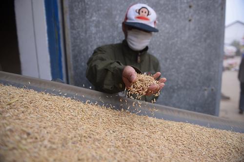 在江西南昌進(jìn)賢縣長(zhǎng)崗山國(guó)家糧食儲(chǔ)備庫(kù),工人在檢查入庫(kù)的糧食(11月27日攝)。由于今年中晚稻價(jià)格持續(xù)低迷,江西啟動(dòng)中晚稻保護(hù)價(jià)托市收購(gòu)。為保障糧食收購(gòu)的順利進(jìn)行,截至11月20日,江西省農(nóng)業(yè)發(fā)展銀行累計(jì)發(fā)放貸款33.1億元,其中發(fā)放最低收購(gòu)價(jià)收購(gòu)貸款29.3億元。另外,江西省農(nóng)發(fā)行還重點(diǎn)支持中儲(chǔ)糧直屬企業(yè),為國(guó)有糧食購(gòu)銷企業(yè)和資信狀況好的收購(gòu)客戶提供信貸支持,讓農(nóng)民的中晚稻在市場(chǎng)低迷時(shí)期仍能賣個(gè)好價(jià)錢。新華社記者 周密 攝