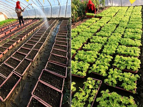 這張拼版圖片顯示的是:山東省即墨市大豐收種植合作社的社員在給生菜幼苗噴水(12月8日攝,左圖);社員在管理即將出售的盆栽生菜(12月8日攝,右圖)。 新華社發(fā)(梁孝鵬 攝)