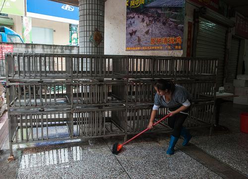 12月13日,在深圳龍崗區(qū)南灣街道康橋肉菜市場,檢出H7N9禽流感病毒核酸陽性的禽鳥檔口的幫工在進(jìn)行清洗、消毒工作。廣東省衛(wèi)生計(jì)生委12月11日發(fā)布消息稱,深圳龍崗區(qū)兩個(gè)活禽市場3份環(huán)境標(biāo)本檢出H7N9禽流感病毒核酸陽性,其中1份來自龍崗區(qū)橫崗市場家禽檔砧板;2份來自龍崗區(qū)南灣街道康橋肉菜市場三鳥檔的雞糞和該檔口的脫毛器。專家評估認(rèn)為廣東省發(fā)生散發(fā)人感染H7N9禽流感病例風(fēng)險(xiǎn)極高。12月12日,龍崗區(qū)所有活禽交易市場休市一天,并開展全面清洗、消毒工作,而查出陽性樣本的兩個(gè)問題活禽交易市場所有檔口自12日起關(guān)閉7天,連續(xù)徹底清洗、消毒3天。新華社記者 毛思倩 攝