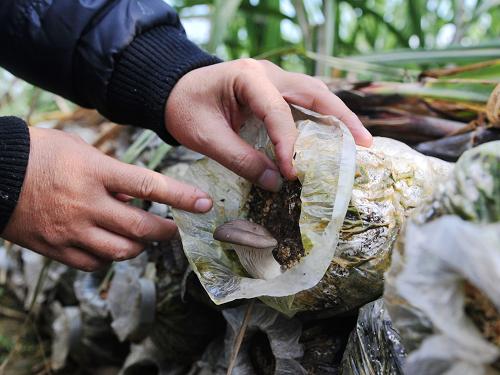 這是寧明縣利用甘蔗葉培育的食用菌,市場價格6元一斤(12月18日)。新華社記者 張愛林 攝