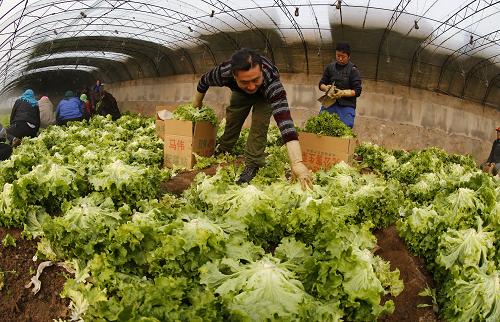 12月25日,忠偉蔬菜專業(yè)合作社的成員在收割蔬菜。近年來,擁有社員8000戶、蔬菜種植面積達2萬多畝的河北省秦皇島市山海關“河北省無公害蔬菜產(chǎn)地”——忠偉蔬菜專業(yè)合作社全面推進標準化生產(chǎn),打造無公害、綠色產(chǎn)品,種植有機蔬菜,取得良好的經(jīng)濟效益。據(jù)了解,目前該合作社年產(chǎn)蔬菜近3萬噸,遠銷東北三省和天津、北京等城市,并且部分出口到韓國、俄羅斯,年銷售收入達6000萬元。新華社記者 楊世堯 攝