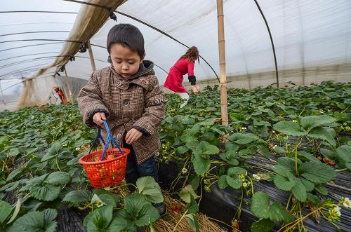 1月18日,在浙江省長(zhǎng)興縣畫(huà)溪街道,五歲的小游客姚鮑爾在采摘草莓。新華社記者 徐昱 攝