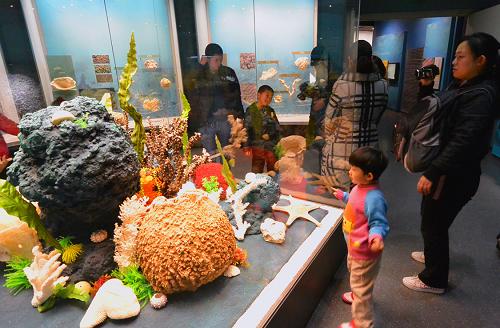 1月25日,天津自然博物館新館展示的海底生物標(biāo)本吸引參觀者的目光。新華社發(fā)(周勤隆 攝)