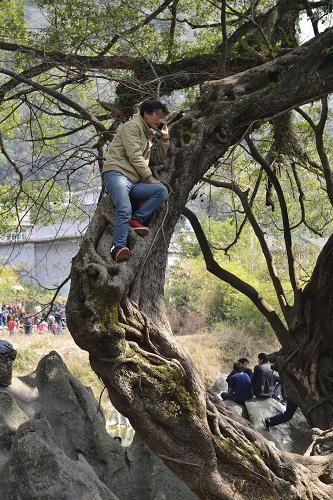 1月31日,在廣西賀州黃姚古鎮(zhèn)景區(qū),一名游客在一棵有850多年樹齡的古榕樹上打電話。新華社發(fā)