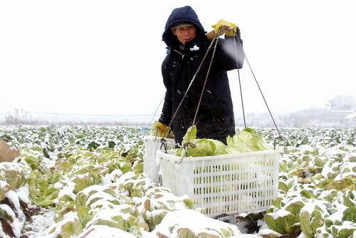 2月9日,江西九江縣獅子鎮(zhèn)龍崗蔬菜基地的菜農(nóng)冒雪采摘蔬菜。新華社發(fā)(楊風(fēng)勝 攝)