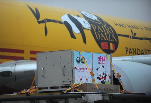 2月22日,在成都雙流機場,大熊貓籠舍被裝上繪有“好好”和“星徽”形象的貨機。當日,大熊貓“好好”和“星徽”搭乘一架B767貨運專機啟程前往比利時。據(jù)介紹,與這兩只大熊貓一同飛往比利時的還有兩名動物馴養(yǎng)員和一名獸醫(yī)。專機上同時還配備了100公斤重的竹子。預計當?shù)貢r間23日,“好好”和“星徽”將抵達同樣富有中國園林特色的比利時天堂動物園。新華社記者 薛玉斌 攝