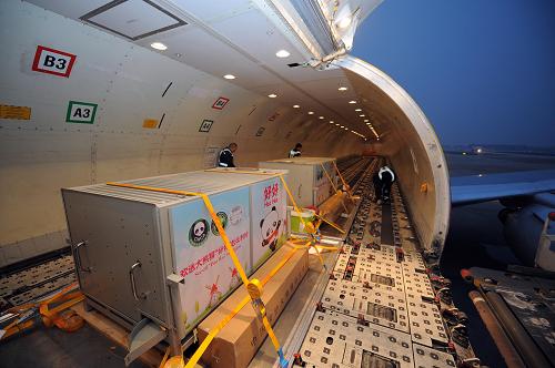 2月22日,在成都雙流機場,大熊貓“星徽”和“好好”的籠舍搬上飛機。為保證“好好”和“星徽”旅行的舒適,國際快遞與物流服務提供商DHL與中國保護大熊貓研究中心為兩只熊貓專門定制了寬敞的旅行箱,可以滿足熊貓在整個旅途中舒適坐臥。新華社記者 薛玉斌 攝