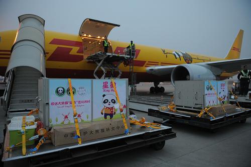 2月22日,在成都雙流機場,大熊貓“星徽”和“好好”的籠舍正在裝機。新華社記者 薛玉斌 攝