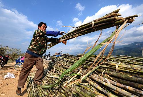 3月17日,盈江縣弄璋鎮(zhèn)新府村一位村民將收好的甘蔗堆放整齊。新華社記者 秦晴 攝