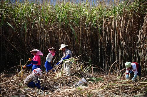 3月17日,盈江縣弄璋鎮(zhèn)新府村幾位農(nóng)婦在田間收割甘蔗。新華社記者 秦晴 攝