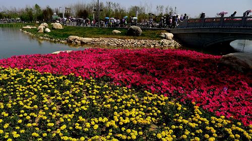 這是西安世園會(huì)園區(qū)內(nèi)盛開的鮮花喜迎來客(4月23日攝)。 新華社記者 焦衛(wèi)平 攝