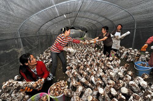 青川縣三鍋鄉(xiāng)農民在現(xiàn)代農業(yè)園區(qū)食用菌栽培大棚里采摘香菇(4月18日攝)。地處川、甘、陜三省交界處的四川廣元市青川縣,是四川最偏遠的一個地震極重災區(qū),汶川地震使相對經濟落后的青川縣農業(yè)遭到了極大破壞。災后,青川縣委、縣政府和對口援建的浙江省根據青川縣有種植生產食用菌歷史的優(yōu)勢,大力發(fā)展食用菌生產。青川縣按照“統(tǒng)籌規(guī)劃、政府引導、農民參與、市場運作”的模式,相繼在板橋鄉(xiāng)、三鍋鄉(xiāng)、騎馬鄉(xiāng)等9個鄉(xiāng)(鎮(zhèn))建立起了食用菌產業(yè)化生產基地,使食用菌產業(yè)快速發(fā)展,促進農民增收。目前,青川縣食用菌產業(yè)發(fā)展勢頭強勁,2010年黑木耳、竹蓀、香菇等菌類的總產值達2.6億多元。新華社記者 何俊昌 攝