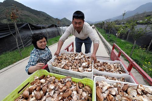 青川縣三鍋鄉(xiāng)農民在裝運香菇(4月18日攝)。新華社記者 何俊昌 攝