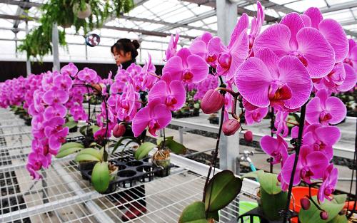 4月24日,黑龍江七星農(nóng)場(chǎng)的工作人員在查看蝴蝶蘭的長(zhǎng)勢(shì)。時(shí)下,即將迎來(lái)春播的黑龍江墾區(qū)的土地上還灰黑一片,但在墾區(qū)的一些智能溫室大棚里卻春意盎然。黑龍江七星農(nóng)場(chǎng)加快設(shè)施農(nóng)業(yè)發(fā)展,2007年建立集現(xiàn)代化、自動(dòng)化、智能化于一體,占地總面積1萬(wàn)平方米的智能溫室,圍繞特色蔬菜、名貴花卉、及熱帶果樹(shù)等開(kāi)展應(yīng)用研究和展示,對(duì)黑龍江墾區(qū)發(fā)展現(xiàn)代農(nóng)業(yè)起到了示范作用。新華社記者 王建威 攝