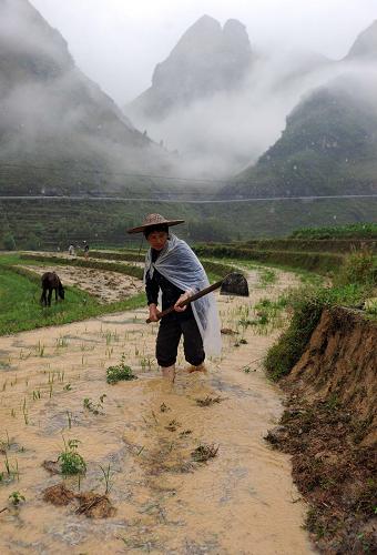 5月12日,廣西大化縣北景鄉(xiāng)江棟村農(nóng)民覃桂良在冒雨鋤田準(zhǔn)備插播早稻。近一個(gè)月以來,廣西西部山區(qū)降雨較少。近日,廣西西部局部地區(qū)普降大雨,地處山區(qū)的農(nóng)民抓住時(shí)機(jī),下田搶雨補(bǔ)播,力爭春播生產(chǎn)不受影響。 新華社記者 張愛林 攝