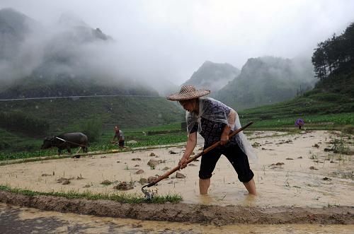 5月12日,廣西大化縣北景鄉(xiāng)江棟村農(nóng)民周桂蘭在冒雨鋤田。新華社記者 張愛林 攝