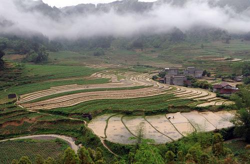 廣西大化縣北景鄉(xiāng)江棟村巖灘庫區(qū)農(nóng)民冒雨搶種春稻一景(5月12日攝)。新華社記者 張愛林 攝