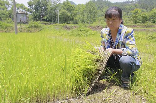 5月19日,在江西省宜春市袁州區(qū)彬江鎮(zhèn)大浦村,村民劉金蓮?fù)谄鹨蚝禑o(wú)法移栽的早稻秧苗。新華社發(fā)(鄒海斌 攝)