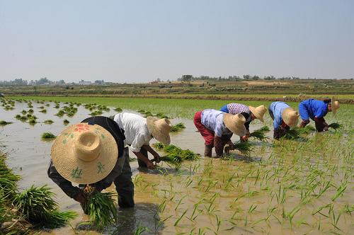 5月28日,安徽長(zhǎng)豐縣廟莊村的農(nóng)民在灌滿水的秧田中搶插稻秧。 新華社發(fā)(楊曉原 攝)