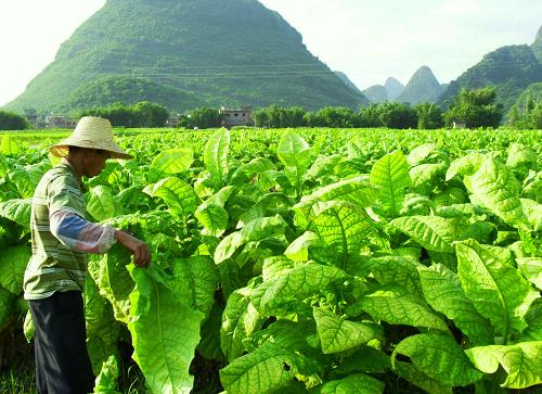 7月2日,廣西昭平縣黃姚鎮(zhèn)枧盤村煙農(nóng)在采摘煙葉。近日,廣西氣溫高、降水少,利于曬黃煙的晾曬,廣西各地?zé)熮r(nóng)紛紛搶抓時機(jī)采摘曬黃煙,曬黃煙種植地區(qū)進(jìn)入采摘高峰期。新華社發(fā)(潘曉東 攝)
