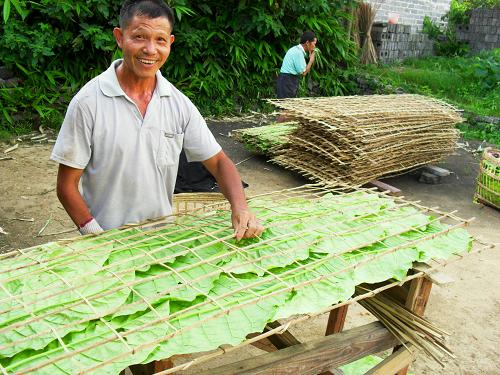 7月2日,廣西昭平縣黃姚鎮(zhèn)枧盤村煙農(nóng)將采摘回來的煙葉制成煙夾。新華社發(fā)(潘曉東 攝)