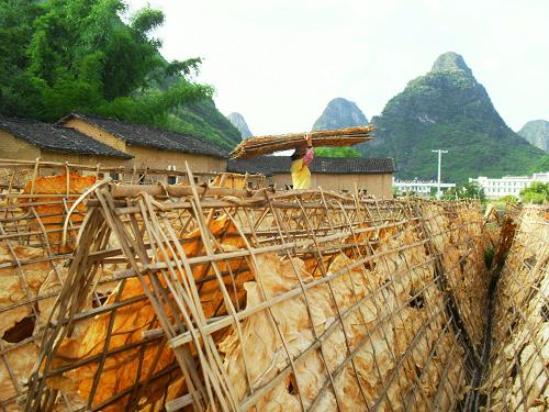 7月2日,廣西昭平縣黃姚鎮(zhèn)枧盤村煙農(nóng)在整理煙夾。新華社發(fā)(潘曉東 攝)