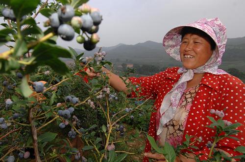 7月30日,在乳山市午極鎮(zhèn)藍(lán)莓基地,村民在采摘藍(lán)莓。山東省乳山市引進(jìn)種植藍(lán)莓4000多畝,采取“公司+基地+農(nóng)戶(hù)”的發(fā)展模式,優(yōu)先吸納流轉(zhuǎn)土地的農(nóng)民到公司務(wù)工。目前,藍(lán)莓產(chǎn)業(yè)已成為乳山市十大農(nóng)業(yè)特色產(chǎn)業(yè)之一,有效地實(shí)現(xiàn)了農(nóng)民增收、農(nóng)業(yè)增效。新華社記者 郭緒雷 攝