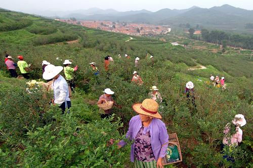 7月30日,在乳山市午極鎮(zhèn)藍(lán)莓基地,村民在采摘藍(lán)莓。新華社記者 郭緒雷 攝