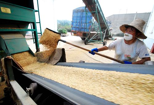 8月2日,在江西九江中谷國家糧食儲(chǔ)備庫,工人頂著烈日及時(shí)將收購的早稻新糧入庫。新華社發(fā)(胡國林 攝)