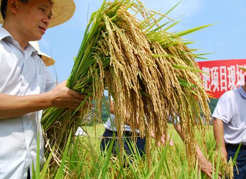 8月3日,在廣西賀州市昭平縣走馬鄉(xiāng)廟枒村稻田里,農(nóng)業(yè)部門的水稻專家對超級稻進(jìn)行測產(chǎn)。當(dāng)日,來自廣西賀州市和昭平縣農(nóng)業(yè)部門的水稻專家對昭平縣今年推廣連片種植的4.95萬畝超級稻進(jìn)行測產(chǎn)驗(yàn)收,平均畝產(chǎn)量達(dá)686公斤,畝均比當(dāng)?shù)爻R?guī)水稻增產(chǎn)100公斤以上。 新華社發(fā)(黎祖疊 攝)