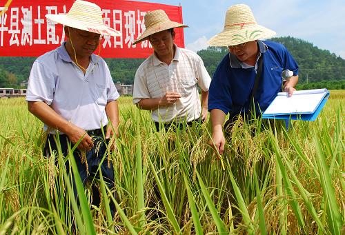 8月3日,在廣西賀州市昭平縣走馬鄉(xiāng)廟枒村稻田里,農(nóng)業(yè)部門的水稻專家對超級稻進(jìn)行測產(chǎn)。新華社發(fā)(黎祖疊 攝)