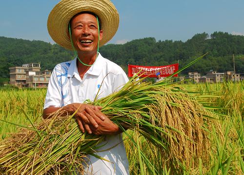 8月3日,廣西昭平縣廟枒村一名農(nóng)民雙手捧著沉甸甸的超級稻笑逐顏開。新華社發(fā)(黎祖疊 攝)