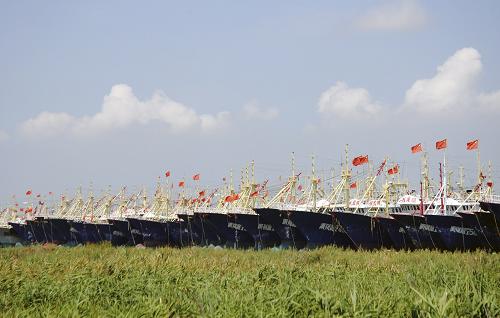8月4日上午,在浙江臺(tái)州溫嶺市東海塘石板殿航道泊船區(qū)內(nèi),兩百多艘漁船一字排開停泊。新華社發(fā)(金云國 攝)