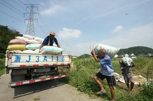 8月4日,浙江臺(tái)州路橋金穗糧食全程機(jī)械化專業(yè)合作社的農(nóng)民在搬運(yùn)搶收的早稻稻谷。為了迎戰(zhàn)臺(tái)風(fēng),臺(tái)州農(nóng)民加緊搶收早稻,。 新華社發(fā)(陳林聰 攝)
