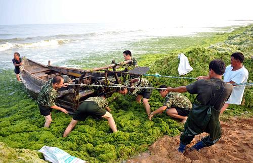 8月5日,海陽(yáng)市邊防大隊(duì)官兵幫助受滸苔圍困的船民轉(zhuǎn)移船只。當(dāng)日,黃海海域滸苔綠潮繼續(xù)向偏北方向漂移,受風(fēng)向和潮流影響,在山東煙臺(tái)海陽(yáng)部分海域形成綠潮涌上岸邊。目前當(dāng)?shù)匾呀?jīng)啟動(dòng)《2011年沿海滸苔災(zāi)害處置工作方案》,力爭(zhēng)將滸苔造成的影響減小到最低程度。新華社發(fā)(方毅 攝)