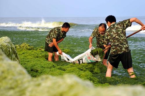 8月5日,海陽(yáng)市邊防大隊(duì)官兵在清理滸苔。新華社發(fā)(方毅 攝)