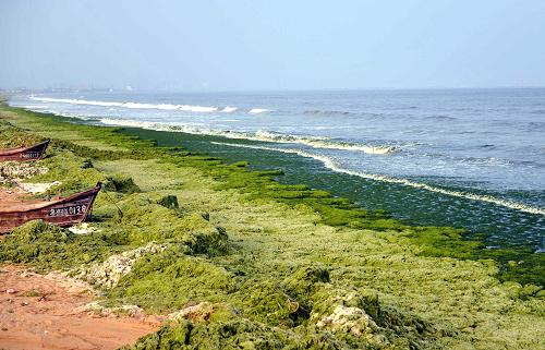 山東海陽(yáng)市海灘積聚的滸苔(8月5日攝)。新華社發(fā)(方毅 攝)