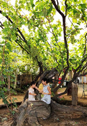8月31日,西山場村的兩名兒童在自家庭院內(nèi)一棵有130年歷史的古葡萄樹下玩耍。新華社記者楊世堯攝