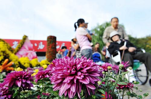 9月11日,市民在菊花展上賞菊。新華社記者 王建威 攝
