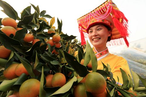 11月19日,在廣西柳州市融安縣大將鎮(zhèn)三馬屯果園,一名瑤族姑娘在采摘金橘。日前,國家質(zhì)檢總局正式批準廣西柳州“融安金橘”成為國家地理標志產(chǎn)品。融安金橘有260多年的種植歷史,目前,該縣金橘種植面積已達5226.6公頃(7.836萬畝),年產(chǎn)金橘鮮果5.86萬噸,產(chǎn)值預計將達到2億多。廣西融安縣為目前全國最大的金橘產(chǎn)區(qū)。新華社發(fā)(譚凱興 攝)