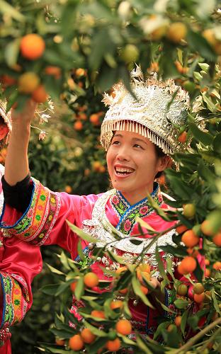 11月19日,在廣西柳州市融安縣大將鎮(zhèn)三馬屯果園,一名苗族姑娘在采摘金橘。新華社發(fā)(譚凱興 攝)