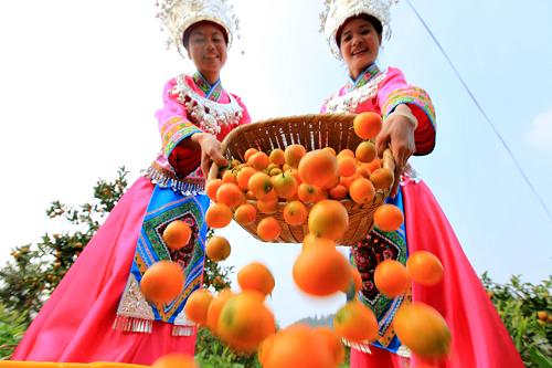 11月19日,在廣西柳州市融安縣大將鎮(zhèn)東潭村大潭屯果園,兩名苗族姑娘在采摘金橘。新華社發(fā)(譚凱興 攝)