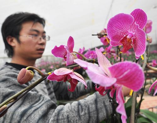 1月19日,山東鄒平縣好生鎮(zhèn)花卉培育基地的花農(nóng)將自育蝴蝶蘭組成盆景準(zhǔn)備銷售。春節(jié)臨近,山東鄒平縣好生鎮(zhèn)花卉培育基地迎來花卉銷售高潮。這個花卉基地近年不斷改革繁育技術(shù)、研發(fā)新品種,使蝴蝶蘭、鳳梨花、杜鵑花等節(jié)日花卉在北方傲寒開放,滿足節(jié)日市場需求,成為當(dāng)?shù)剞r(nóng)民增收和擴大就業(yè)的重要途徑。新華社發(fā)(董乃德 攝)