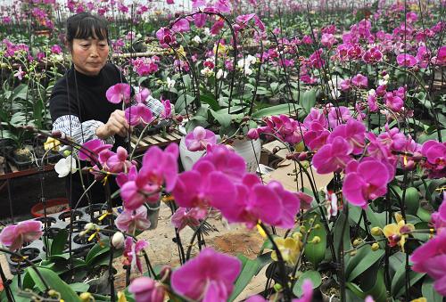 1月19日,山東鄒平縣好生鎮(zhèn)花卉培育基地的花農(nóng)將自育蝴蝶蘭組成盆景準(zhǔn)備銷售。新華社發(fā)(董乃德 攝)