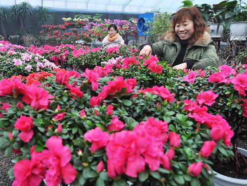 1月19日,山東鄒平縣好生鎮(zhèn)花卉培育基地的花農(nóng)在護理杜鵑花。新華社發(fā)(董乃德 攝)